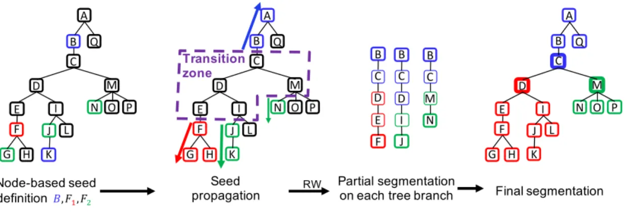 Figure 2: Successive steps of the random walker segmentation of the tree. From left to right: seed definition; label propagation within the proximal and distal parts; random walker segmentation in the non-labeled branches; final labeling by merging of the 
