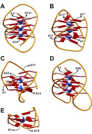 Figure 1: Structures and inner ammonium ion binding sites of the G-quadruplexes studied  here: bimolecular (A) (dG 4 T 4 G 4 ) 2 , (B) (dG 4 T 3 G 4 ) 2  and (C) (dG 3 T 4 G 4 ) 2 , and intramolecular  (D) dG 4 (T 4 G 4 ) 3  and (E) dG 2 TTG 2 TGTG 2 TTG 2
