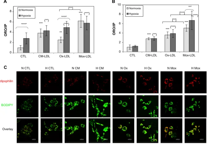 Figure 1 Effect of hypoxia on lipid loading and on adipophilin abundance and localization.