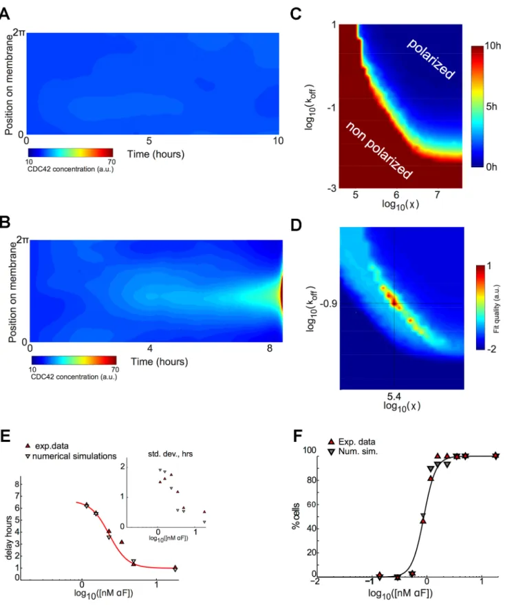 Fig 3. Model behavior and model parameters value selection. A and B) Increasing the strength of pheromone stimulation (S) leads to increasing levels of spatial segregation and for a given S , depending on the spatial correlation length χ and the endocytosi