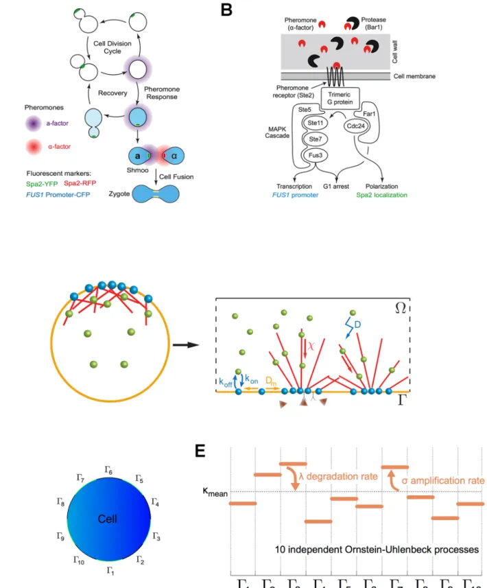 Fig 1. Basics of yeast mating and model. A) Mating as a developmental switch. Exposing haploid cells to pheromone makes them exit the cell division cycle, polarize towards, and fuse with a cell of the opposite mating type to form a diploid cell