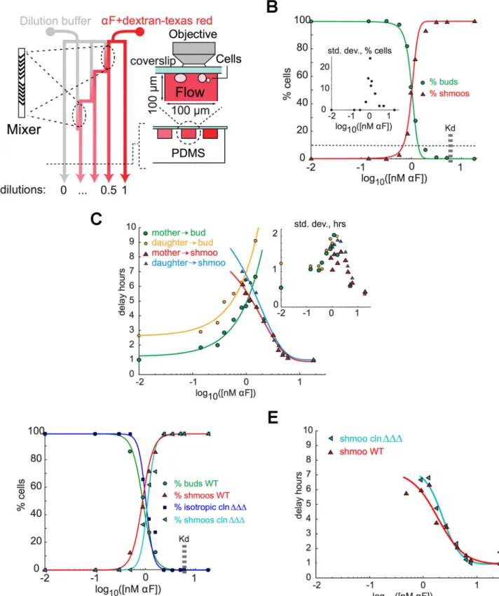 Fig 2. The response of bar1 Δ cells response to homogenous stimulation by α -factor. A) Schematic of a device to produce a range of pheromone concentrations by using chaotic mixers in dilution chambers