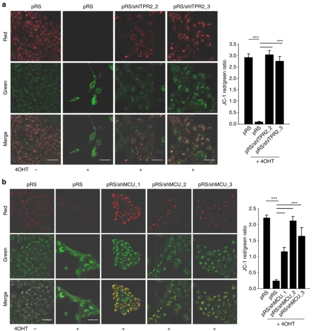 Figure 5 | MCU knockdown blocks mitochondrial calcium accumulation and induces OIS escape