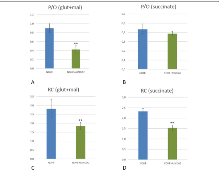 Fig. 5 RC (respiratory control) and P/O coupling ratios: Comparison of P/O values (a and b) and Respiratory Control Index (c and d) with Glutamate/Malate (a,c) and Succinate (b, d) in non-transfected control and AtNDA2 transfected control cells