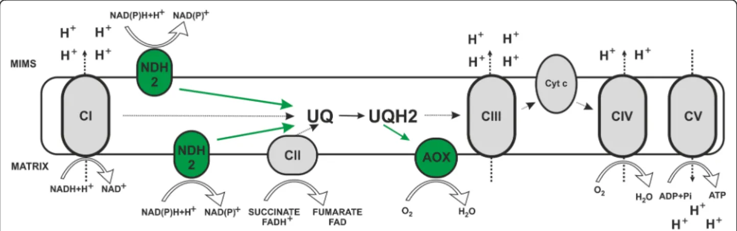 Fig. 1 Mitochondrial respiratory chain and alternative enzymes. Schematic representation of the canonical mitochondrial respiratory chain (in black and white) characterized by four multi-subunit complexes (Complex I, Complex II, Complex III and Complex IV)