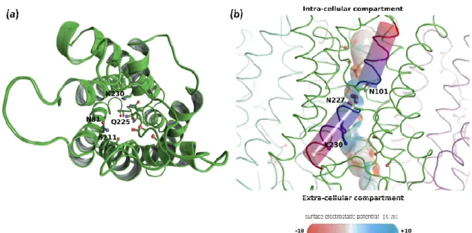 Figure 2. Structural analysis of TriatXIP. (a) Schematic representation of one protomer of TriatXIP as seen from the extra- extra-cellular compartment