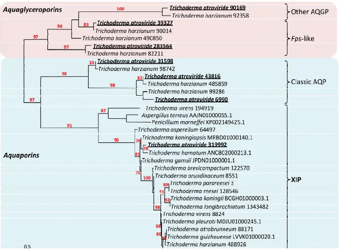 Figure 1. Phylogenetic analysis of XIP from the Trichoderma genera and selected fungal MIP