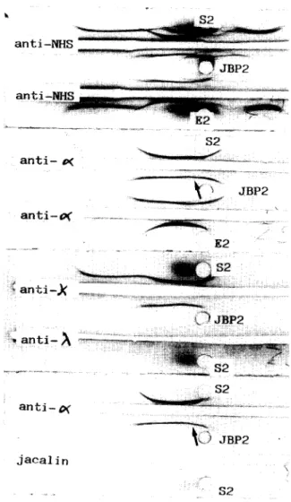 Fig. 1.  lmmunoelectrophoretic analysis of jacalin-binding pro-  teins (JBP1) and effluent (El) obtained by affinity chromatog-  raphy of an ammonium sulfate precipitate from the IgA2m(1)r  myeloma serum  Gir  ($1)