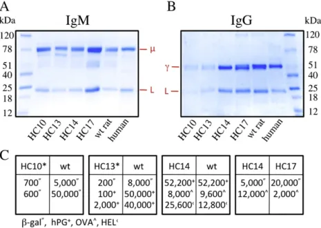 Fig. 3. Chimeric Ig and antibody response. (A) and (B) purified Ig separated under reducing conditions on 4–15% SDS-PAGE and stained with Coomassie brilliant blue
