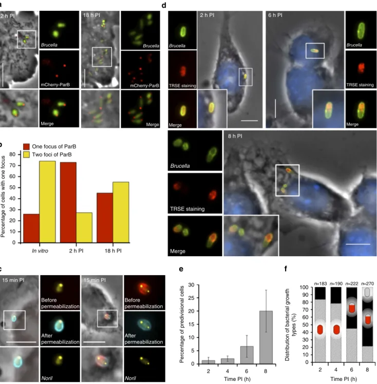 Figure 6 | G1 phase block and growth arrest of B. abortus during the non-proliferative phase of the infection in RAW264.7 macrophages.