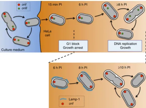 Figure 7 | Model of the B. abortus cell cycle outside and inside host cells. During the B