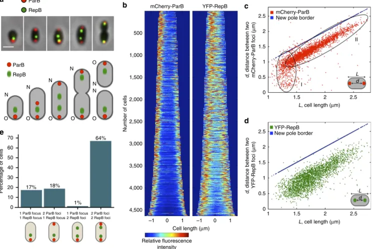 Figure 2 | Distinct localization patterns of the two replication origins and systematic delay of replication initiation of chrII