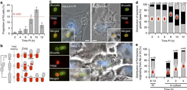 Figure 4 | Growth characterization of B. abortus during HeLa cells infection. (a) Proportion of Pd bacterial type at different times PI