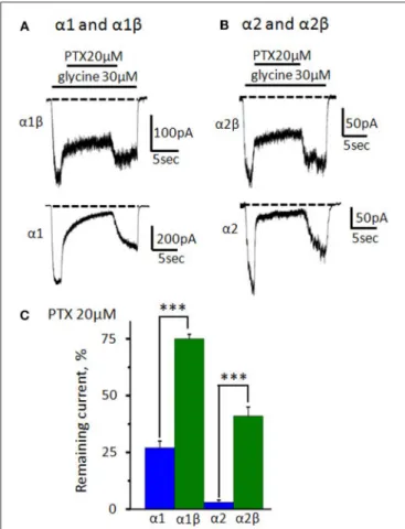 FIGURE 7 | Inhibition of homomeric and heteromeric receptors by picrotoxin. (A) The action of PTX (20 µM) on currents mediated by α1β (upper trace) and α1 GlyRs (bottom trace)