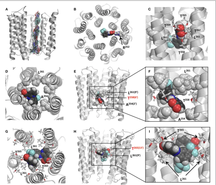 FIGURE 10 | Models of NFA binding in the GlyRs. (A) Superposition of snapshots with NFA at different levels of the α2 GlyR model