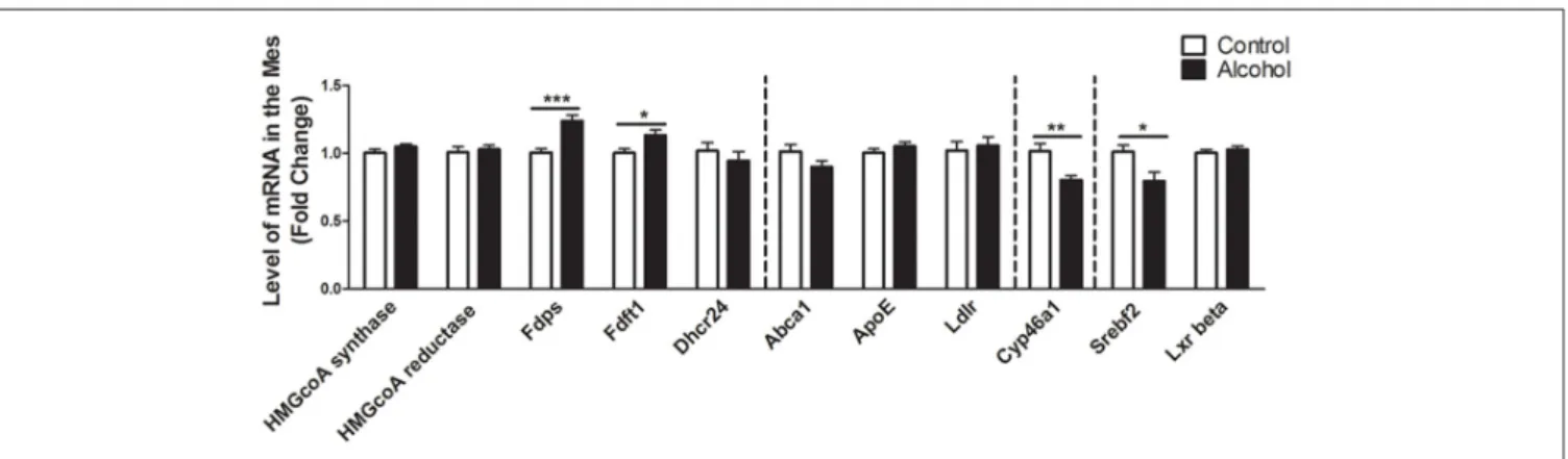 FIGURE 4 | Changes in expression of genes involved in cholesterol metabolism in the mesencephalon after exposure to alcohol