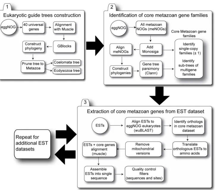 Figure 1. Project workflow. The analysis workflow is divided into 3 major steps. The first step (Eukaryotic guide tree construction) aims at constructing the guide tree used to infer duplication and loss events