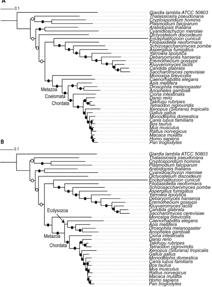 Figure 3. Eukaryotic guide trees used in the analysis. The Eukaryotic guide trees constructed based on a concatenated alignment of the 40 universally distributed genes [35]