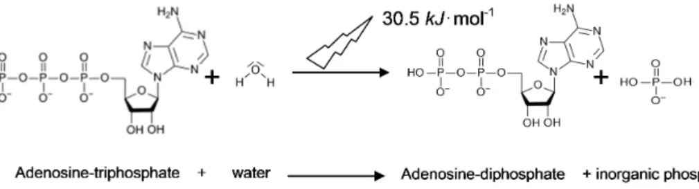 Figure 1. Hydrolysis of Adenosine-triphosphate provides energy (30.5 kJ per mole) for biochemical reactions