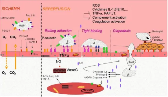 Figure  1.  Ischemia–reperfusion-induced  neutrophils  accumulation  in  the  interstitium  is  a  mechanism  described  in three  phases  implicating  specific  complementary  proteins