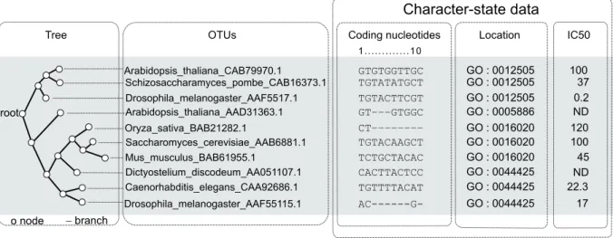 Figure 2. Illustration of some key concepts in evolutionary analysis. These data on a hypothetical family of proteins may be used to illustrate various  concepts that are familiar in the domain of comparative evolutionary analysis
