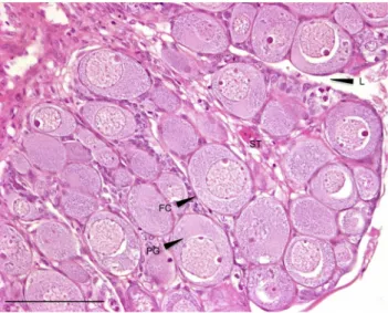 Figure 4. Ovarian-like morphology (sex-reversed fish). All-male rainbow trout testis at 136 dpf exposed chronically to 1 mg/L EE2 for 76 days