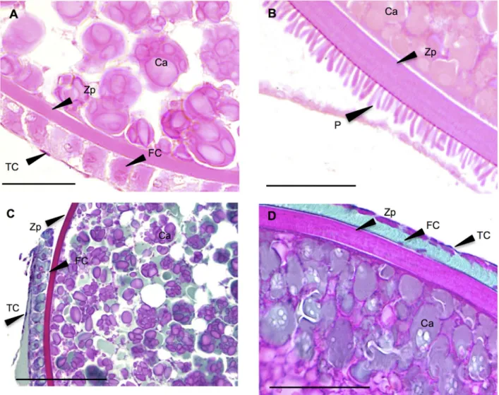Figure 6. Vitellogenic follicles. A–B: Vitellogenic follicles found in gonads of all-male rainbow trout testis at 136 dpf exposed chronically to 0.01 and 10 mg/L EE2 for 76 days