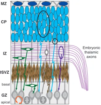 Figure 6MZCPIZGZEmbryonic thalamic axonsbasalapicalOSVZ