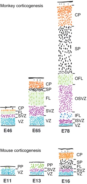 Figure 3. Comparison of human and mouse germinal zones at equivalent developmental stages