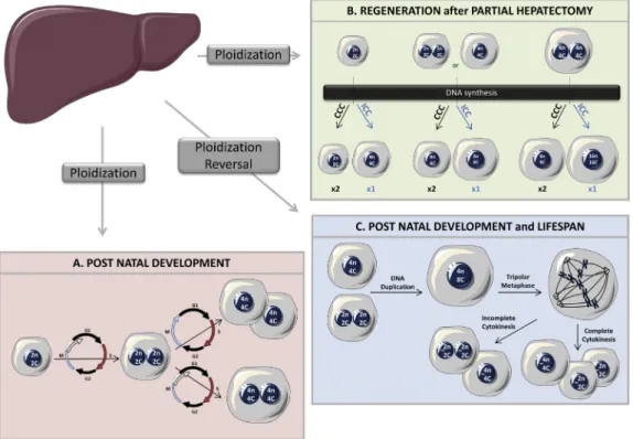 Figure 3 Liver parenchyma and hepatocyte ploidy. During postnatal development, polyploidization takes place