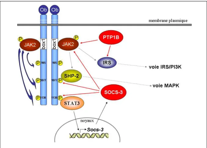Fig 11: Les régulateurs négatifs de la signalisation induite par la leptine.