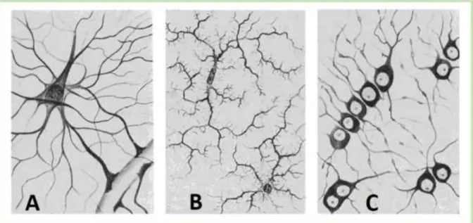 Figure 1:  Different types of glial cells. A: astrocytes, B: microglia, C: oligodendrocytes