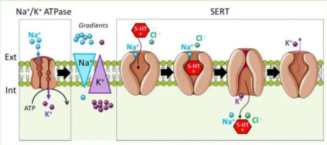 Figure 12: Serotonin transporter (SERT) functioning. Serotonin is co-transported with Na+,  along Na+ gradient