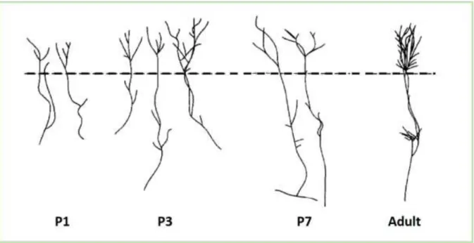 Figure 17: Terminals of thalamocortical afferents in the rat barrelfield. The broken line: the  lower border of layer IV