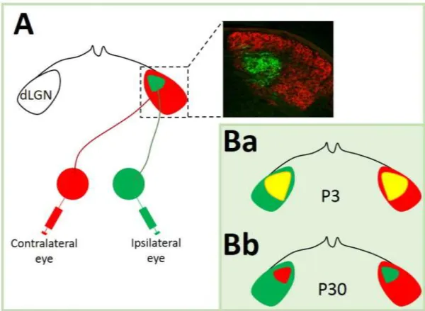 Figure 19: Visual map formation in the thalamus. A: RGCs anterograde tracing with CTb to the  dLGN;  Ba:  intermingled  RGC  axon  terminals  within  dLGN  at  P3;  Bb:  segregated  RGC  axon  terminals within dLGN at P30