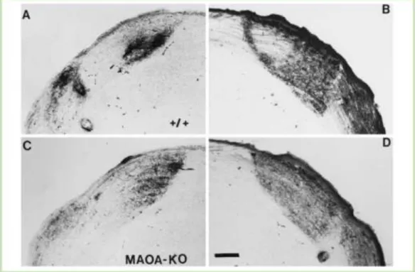 Figure 20: Deficit of RGC axons segregation in the dLGN of MaoA- deficient mouse. A, B: WT; 