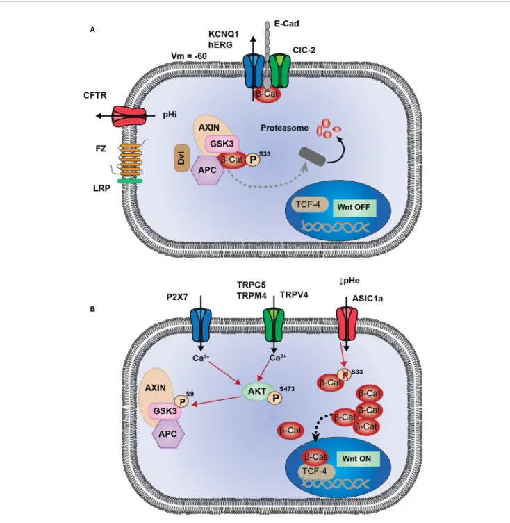 FIGURE 1 | Proposed model of interactions between ion channels and Wnt signaling. (A) KCNQ1 (or hERG) and ClC-2 are associated to E-cadherin and b-catenin at adherent junctions (AJ)