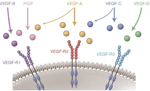 Figure 2 : Voie de signalisation VEGF.  La famille des protéines VEGF est composée de 5 ligands : VEGF-A, B, C, D et PlGF