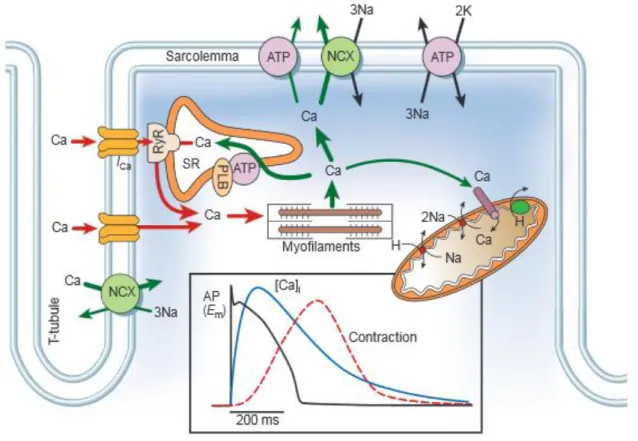 Figure 3: The movement of Ca 2+  in ventricular myocytes with the key ion channels and  pumps