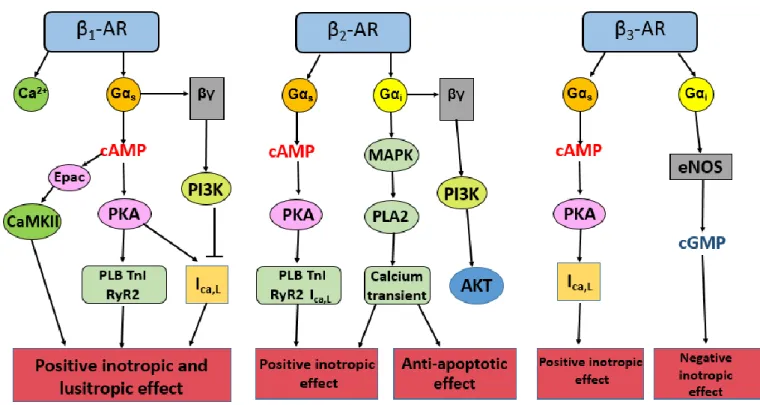 Figure 7: β-adrenergic signaling pathway. 