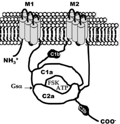 Figure  9:  Schematic  structure  and  membrane  topology  of  transmembrane  adenylyl  cyclases