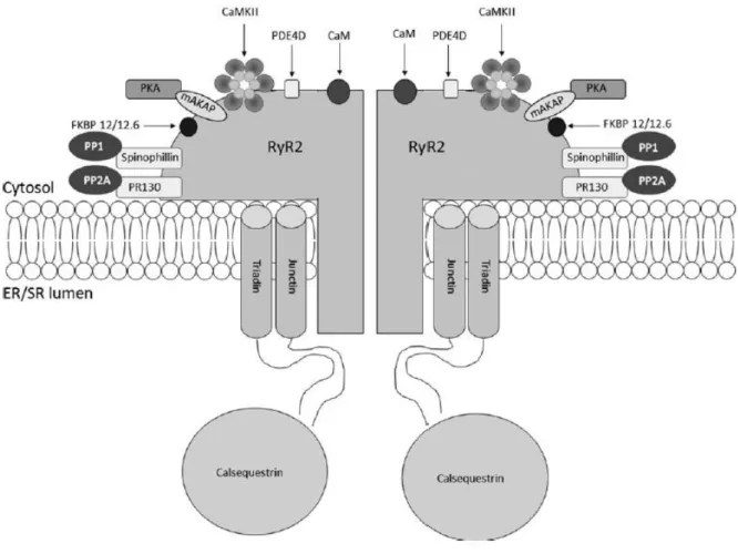 Figure 13: Structure of the RyR2 macromolecular complex. 