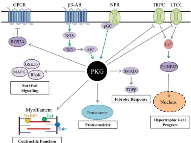 Figure 18: PKG signaling pathway in cardiac myocytes. 