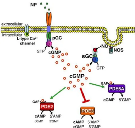 Figure 19: cGMP signaling pathway. 