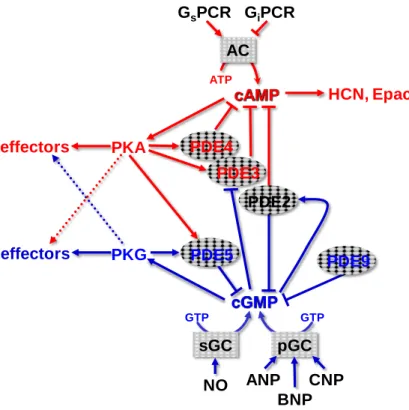 Figure 20: cAMP and cGMP signaling pathways in cardiomyocytes. 