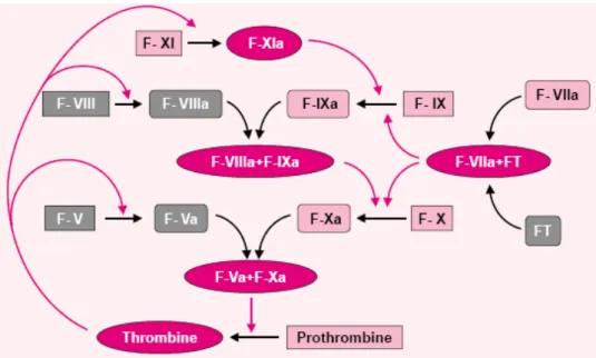 Figure 1: Schéma simplifié de la cascade de la coagulation .  La cascade est déclenchée par la liaison du  facteur VIIa à son cofacteur : le FT