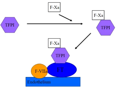 Figure 2: activation du TFPI (Tissue factor pathway inhibitor).  Le TFPI forme un complexe binaire  avec le facteur Xa, puis ce complexe se fixe sur le facteur VIIa, lui-même fixé au FT