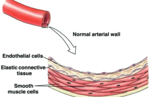 Figure 1: A normal arterial wall with a single layer of endothelial cells. 