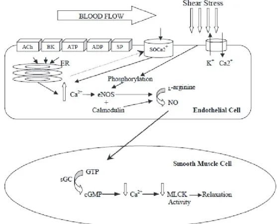 Figure 2: Endothelial nitric oxide production, and its actions in the  vascular smooth muscle cell