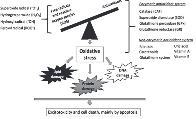 Figure 4: Depiction of reactive oxygen species (ROS). An excessive  production of ROS can overwhelm the anti-oxidant system, resulting in  oxidative stress